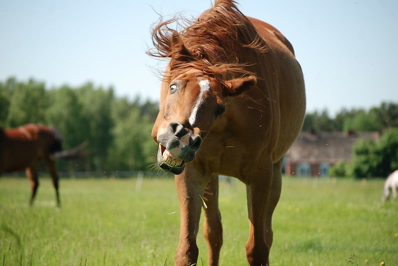 A horse laughing and shaking its head.