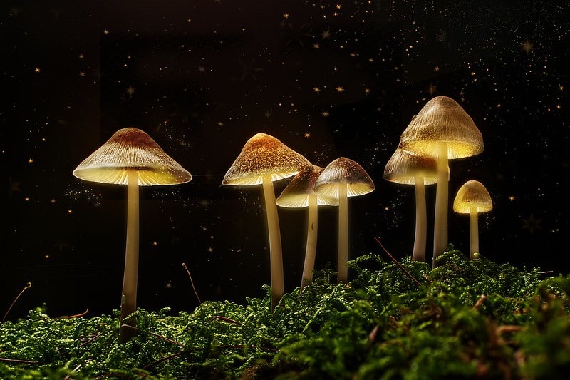 Fungi glowing in the dark at night.