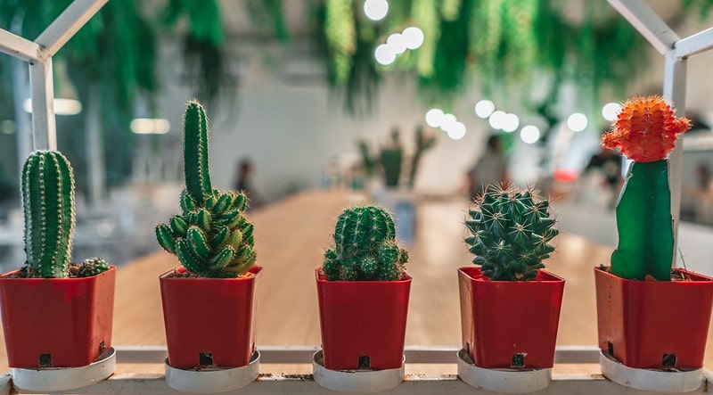Five potted cacti in front of a table.