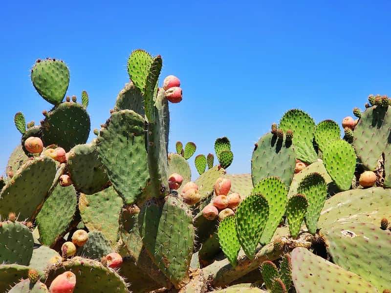 Lots of cacti in the desert.
