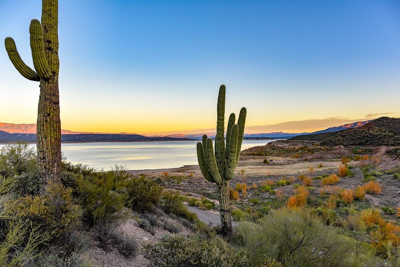Cacti in the desert by a lake at sunset.