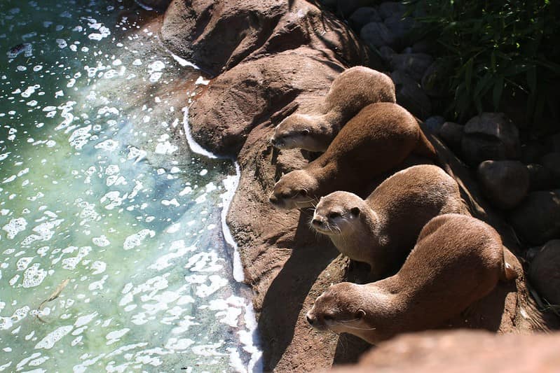 Four otters perched on the rocks next to the water.