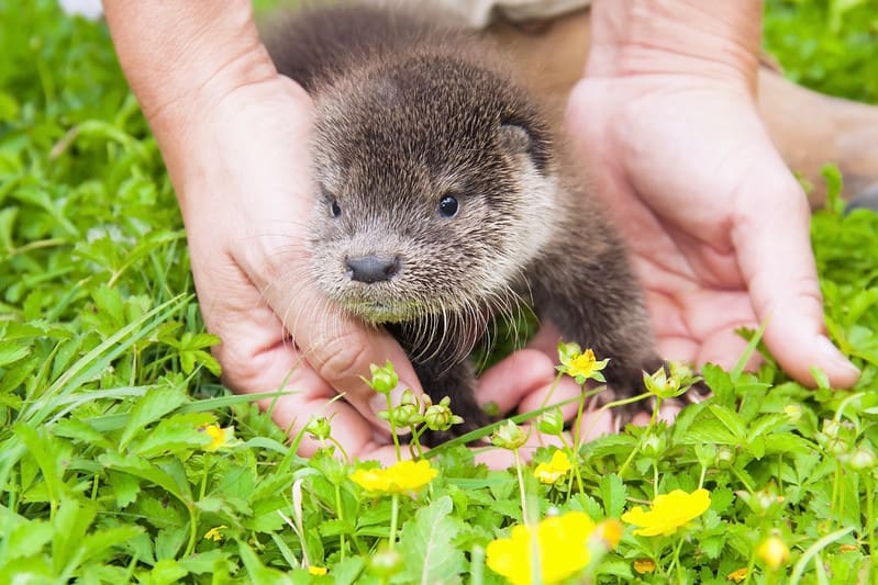A baby otter in a human's hands on the grass.