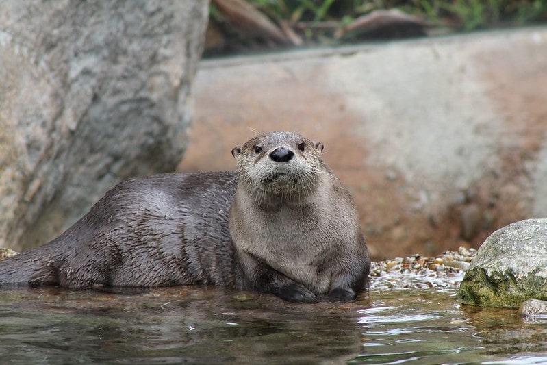 Sea otter sat on the edge of the water.