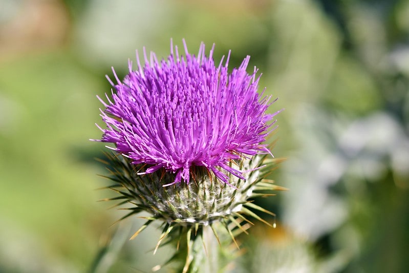 A Scottish thistle.