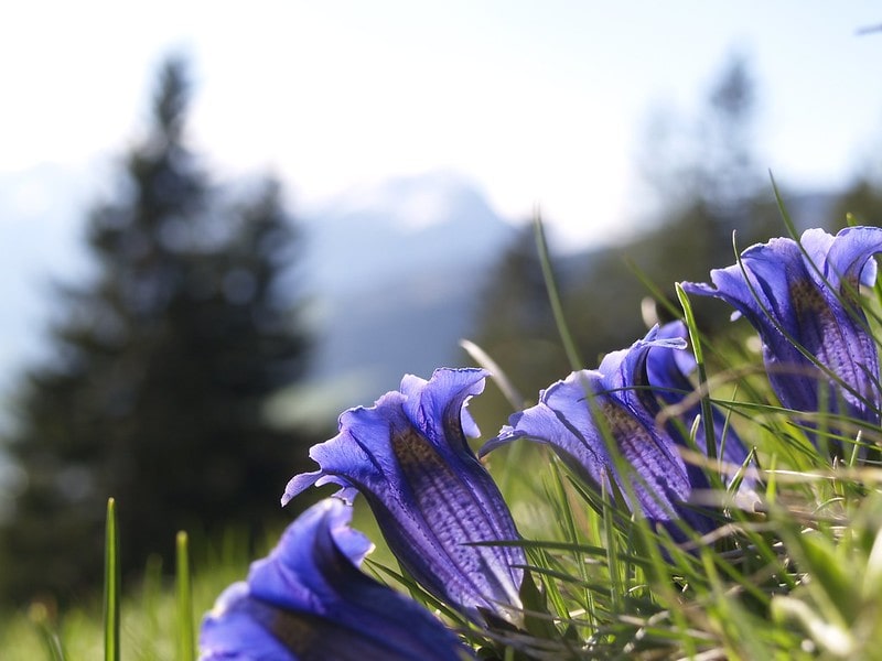 Close up of pretty purple flowers.