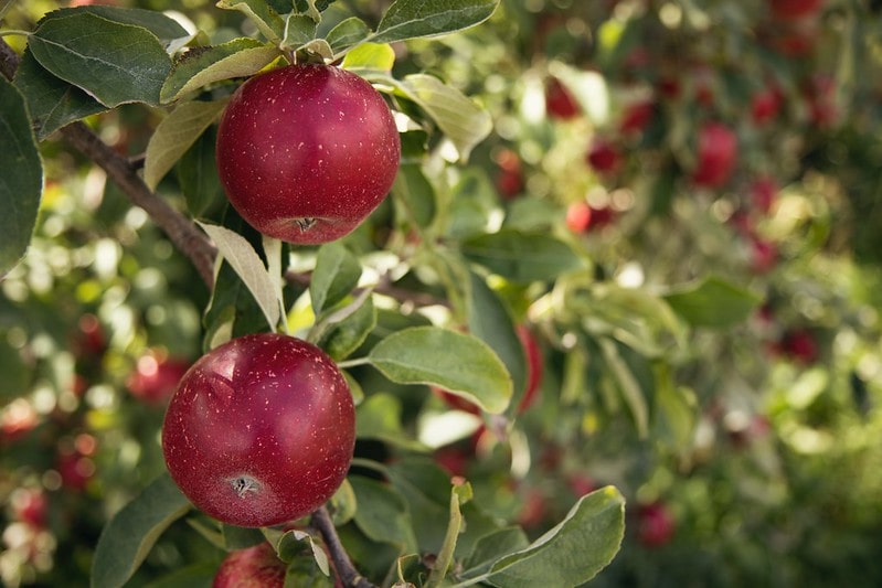 Red apples growing on trees with lots of leaves.