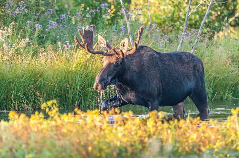 Moose walking through the water at the edge of a lake.