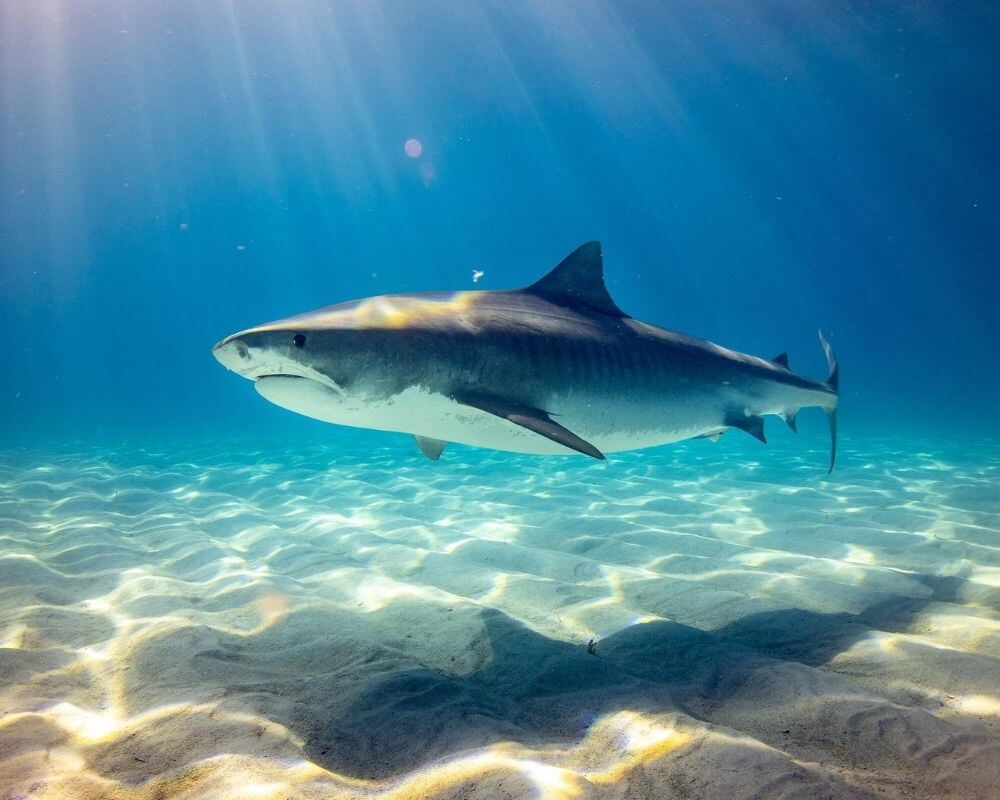 Shark