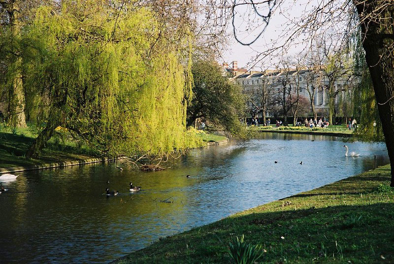 Ducks on the winding canal at Regent's Park.