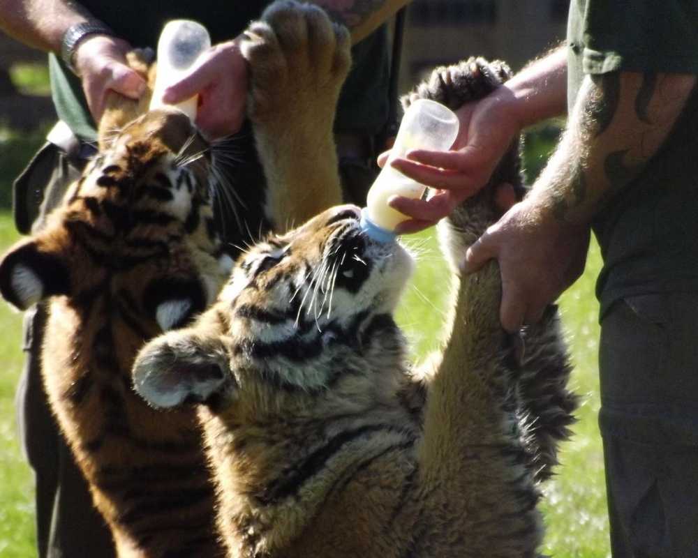 Hand rearing tiger cubs.