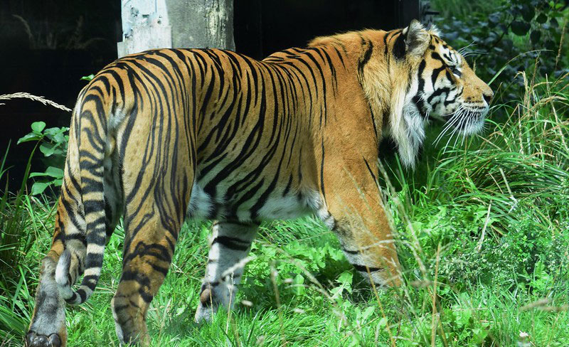 A lone tiger prowling through the grass at London Zoo.