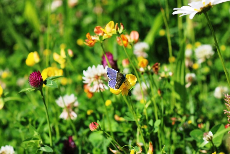 Purple butterfly sat on a yellow flower in a summer garden.