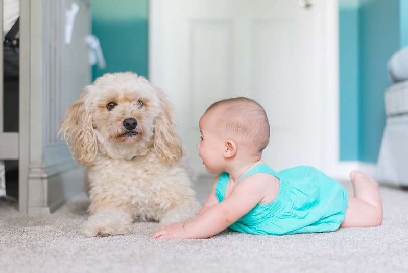 Baby girl in a turquoise dress lying on her tummy on the floor next to a dog.