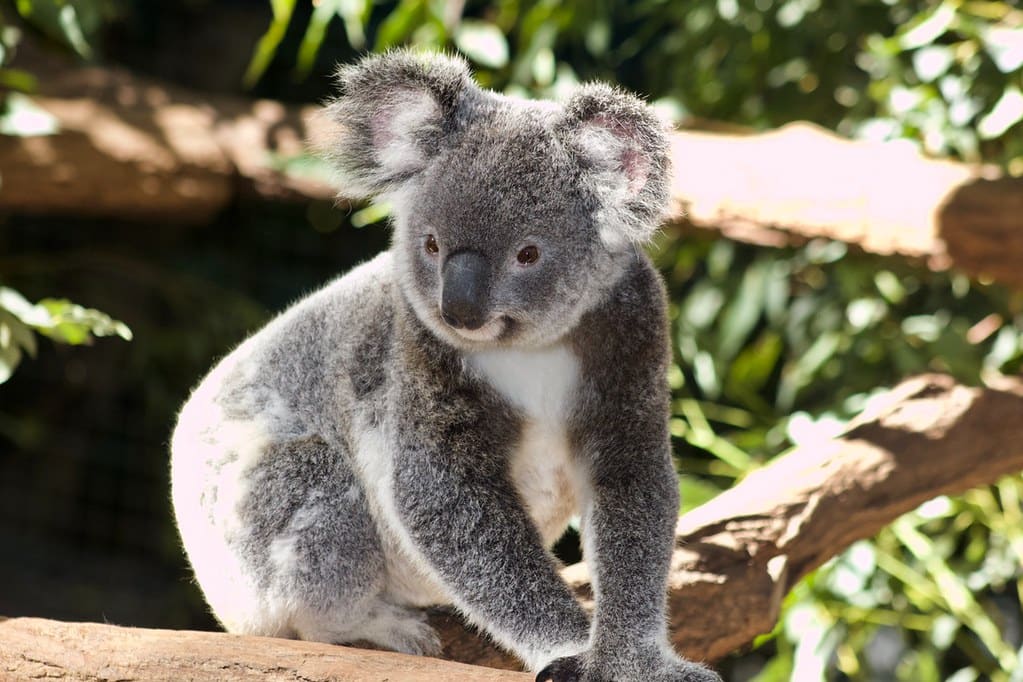 Koala bear perched on some branches in the trees.