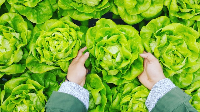 Close up of a child's hands reach for a lettuce from a row of lettuce on a farm.