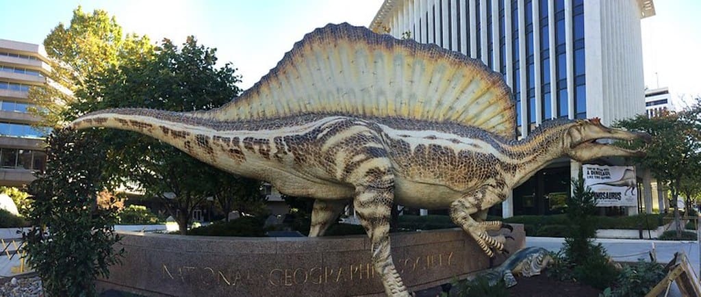Life-like model of a Spinosaurus outside a National Geographic Society building.