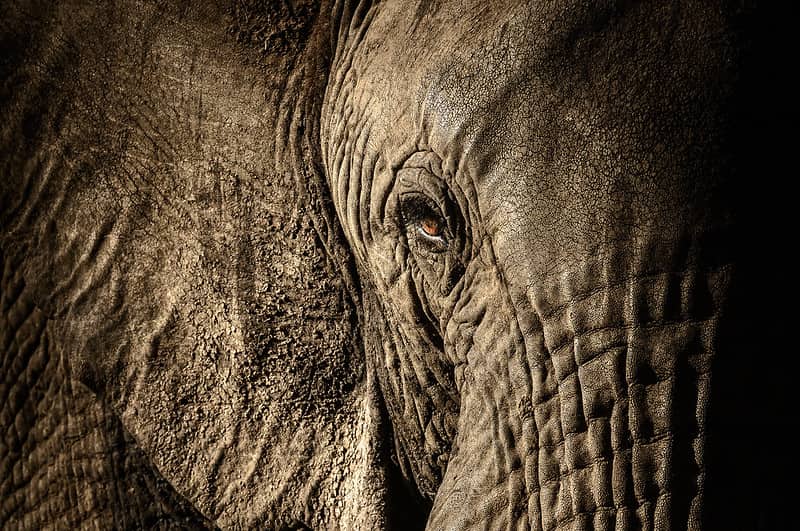 Close up of African elephant in the wild, its orange eye open and small.