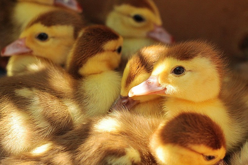 57 Best Duck Jokes That You Will Go Quackers For By Kidadl