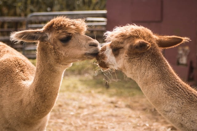 Two llamas at Lakeland Maze Farm Park affectionately resting their heads together.