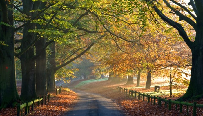 The path at Mote Park Maidstone, with trees lining it and the sunlight shining through.