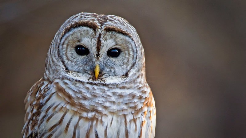 Close up of a brown and white owl at Kent Owl Academy, Maidstone.