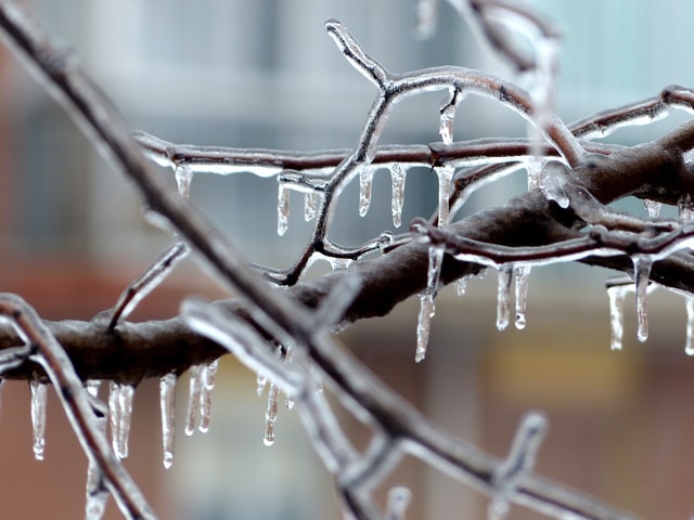 Icicles on a completely frozen tree branch in winter.