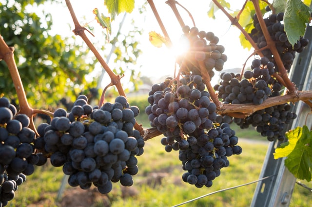 Purple grapes on a vine with rays of sun shining behind them.