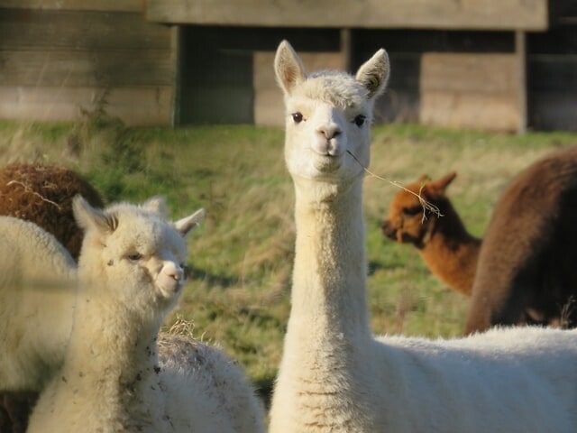 A white alpaca with a twig in its mouth in the foreground and other alpacas grazing behind.