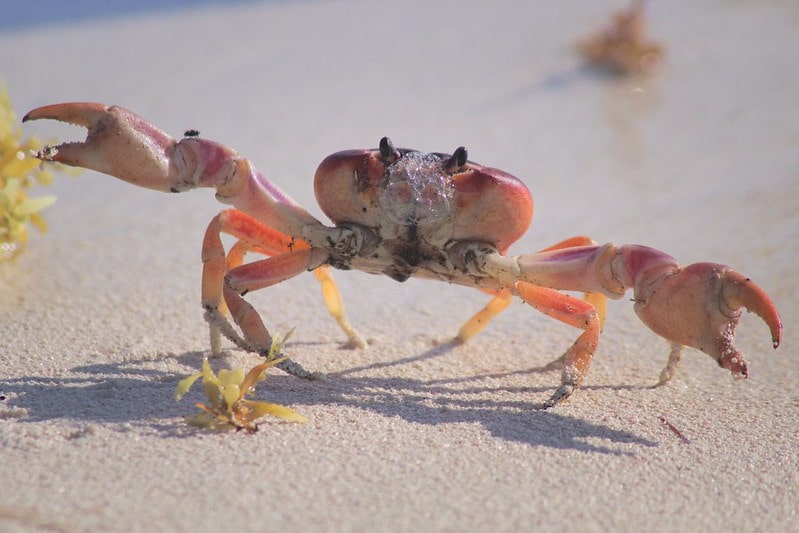 Red crab walking along the beach in the sand.