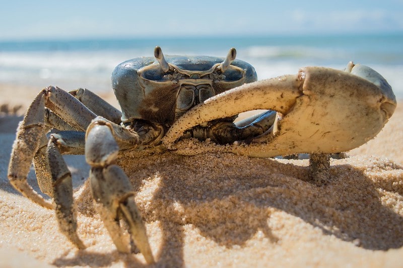 Large blue crab in the sand on the beach with the sea visible behind.