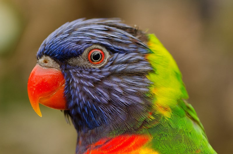Close up of a colourful parrot with a red beak and eye, purple feathers on its face and green on its back.