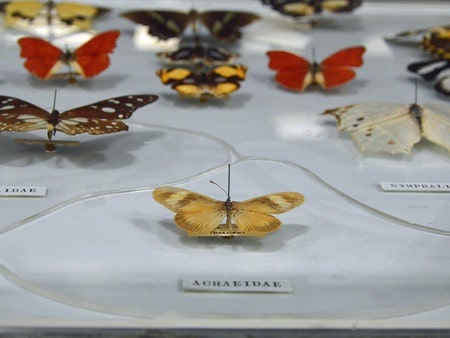 Display of different types of butterflies at the Zoology Museum.