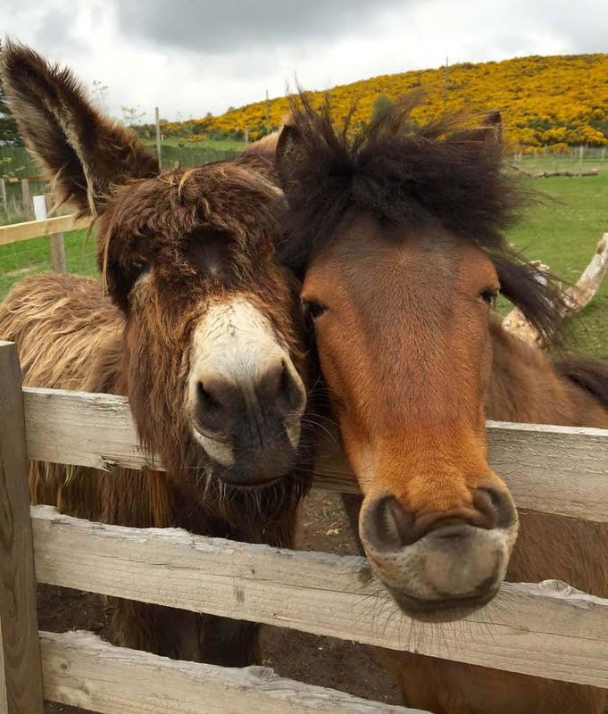 Two brown horses at Wynford Farm park.