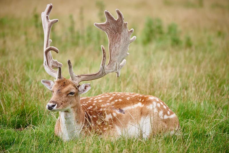 Deer with large antlers sat down in the grass.