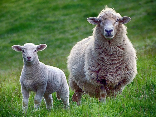 Adult sheep and lamb standing in the grassy field.