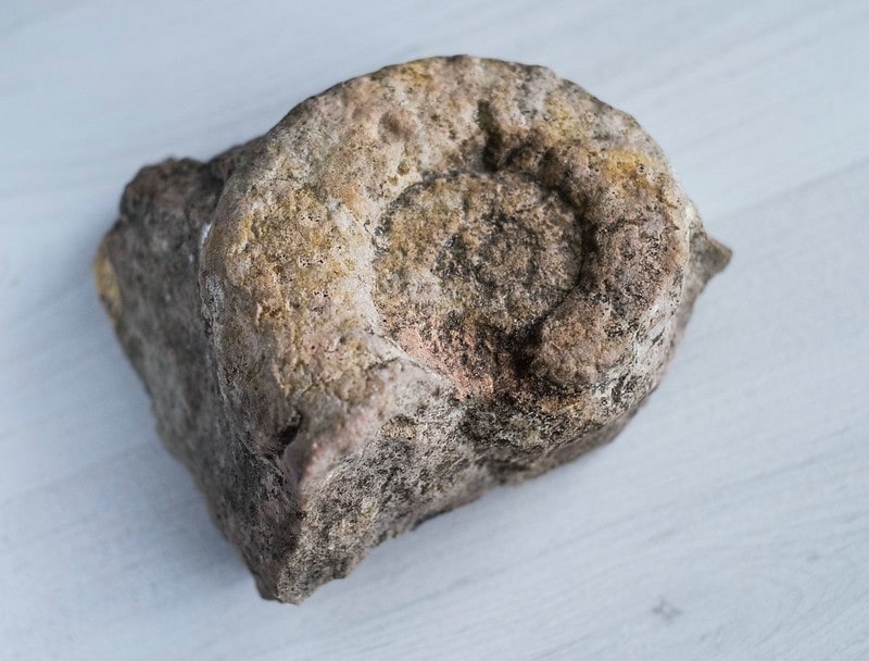 A spiral fossil places on a white wooden table.