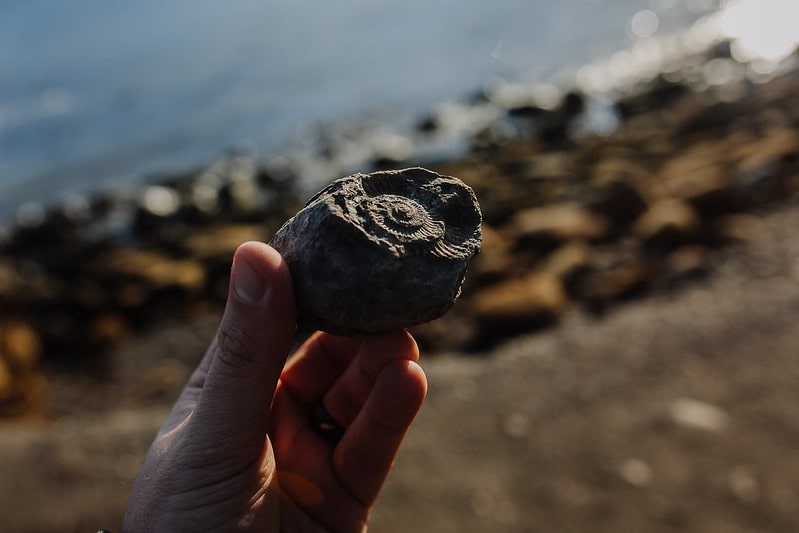 Hand holding up a fossil found on the beach, the sea visible in the background.