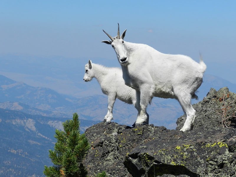 Two white mountain goats standing on the mountain edge.
