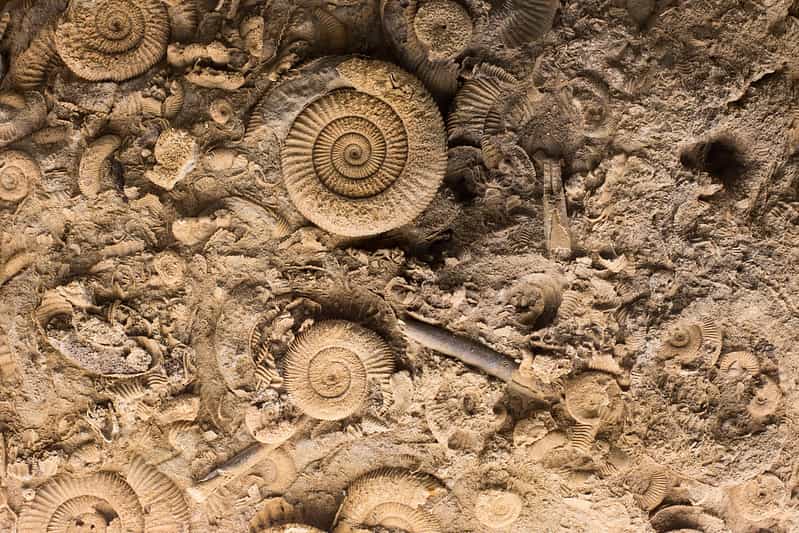Lots of fossils, including spiral fossils, in stone.