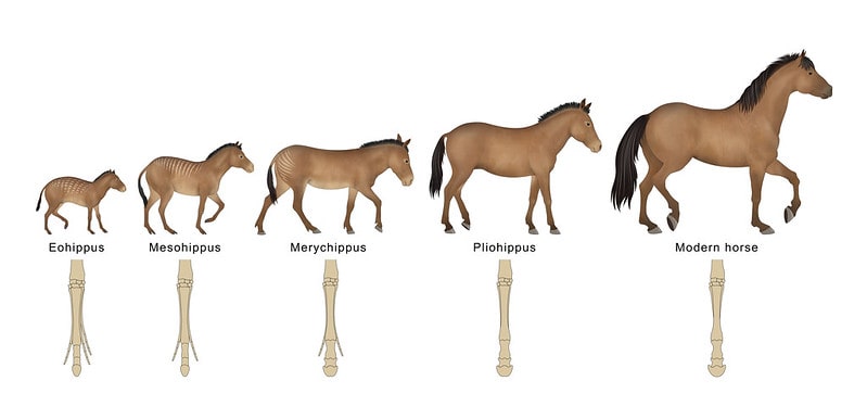 Diagram showing the evolution of the horse.