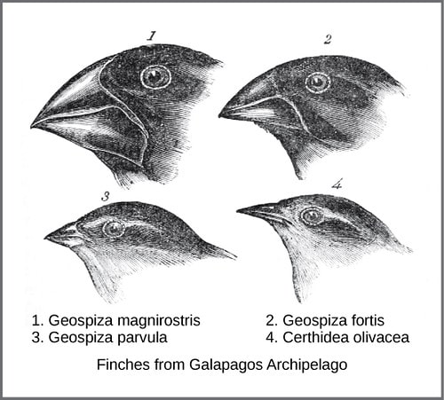 Diagram of Darwin's finches which he studied.