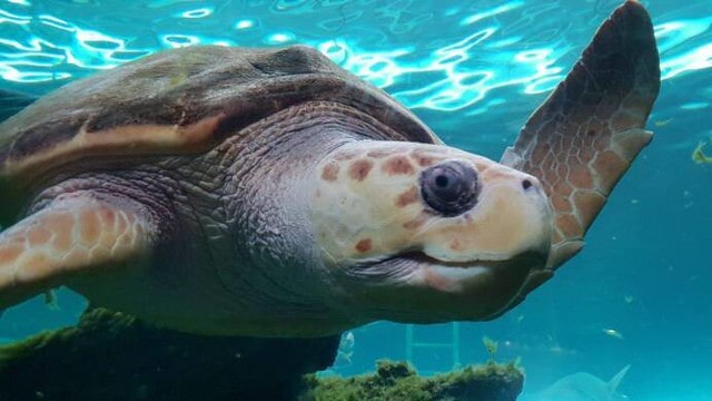 Turtle swimming in the fish tank seeming to wave at onlookers.