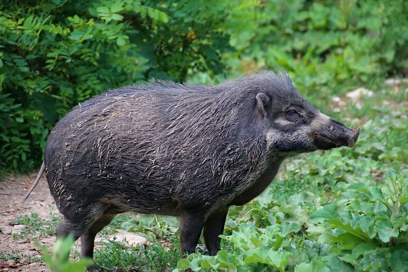 Wild boar in the forest.