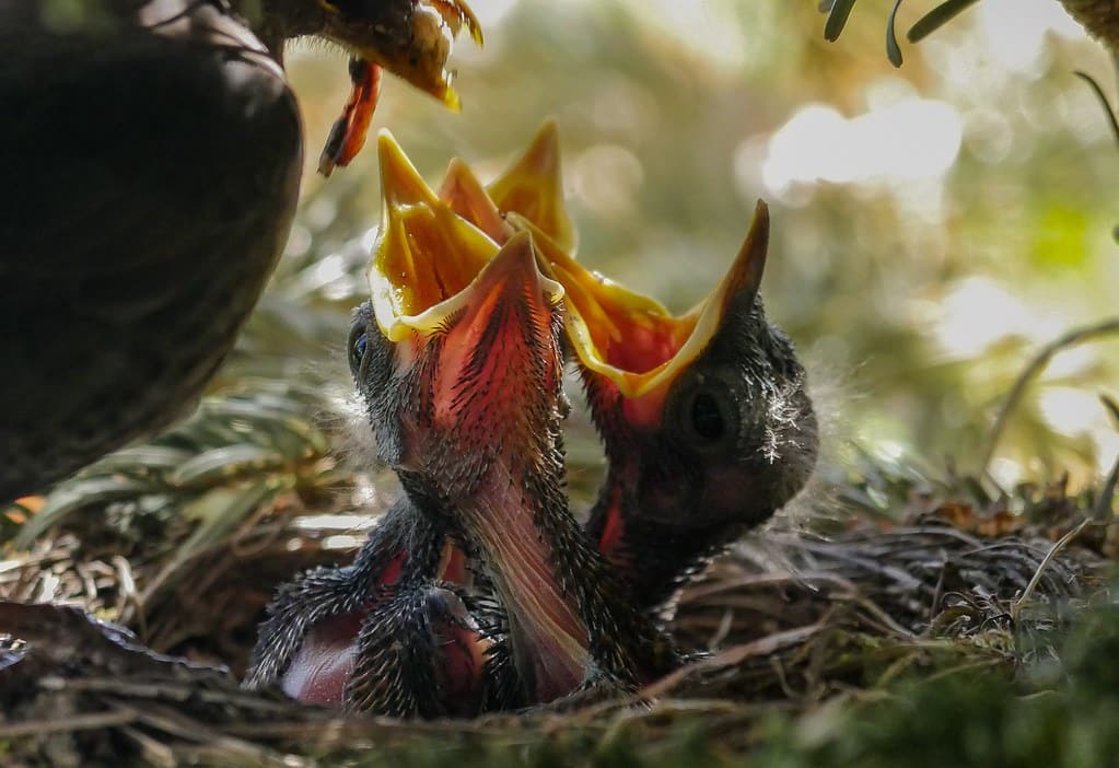 Parent bird feeding three fledglings in the nest in a tree.