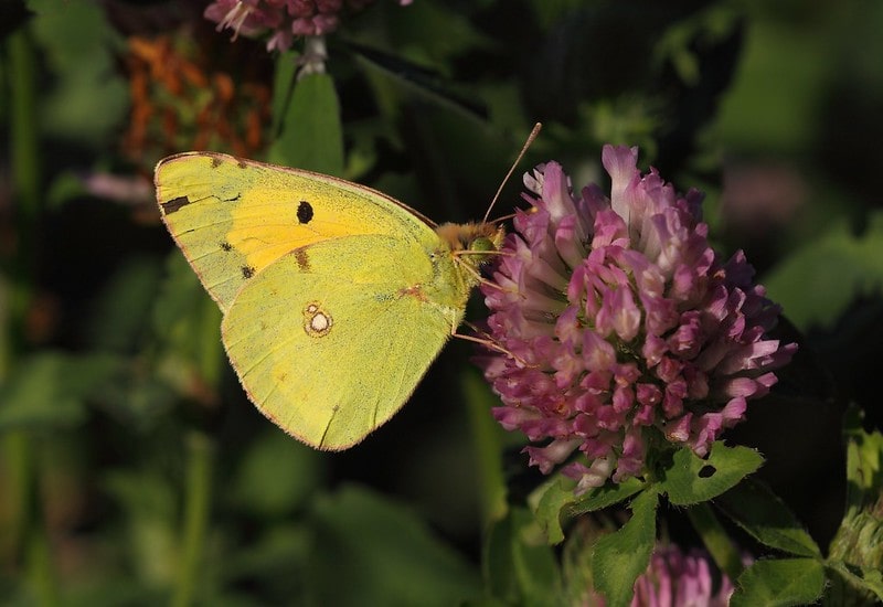 Clouded yellow butterfly on a purple flower.