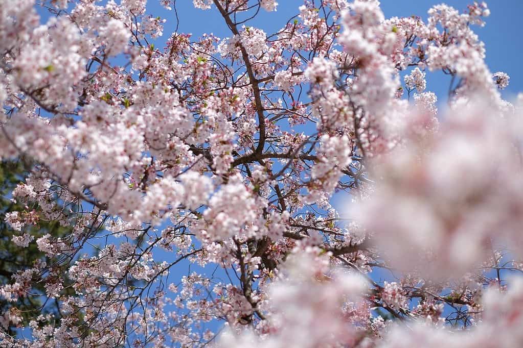 Cherry blossom tree in full bloom with blue skies behind.