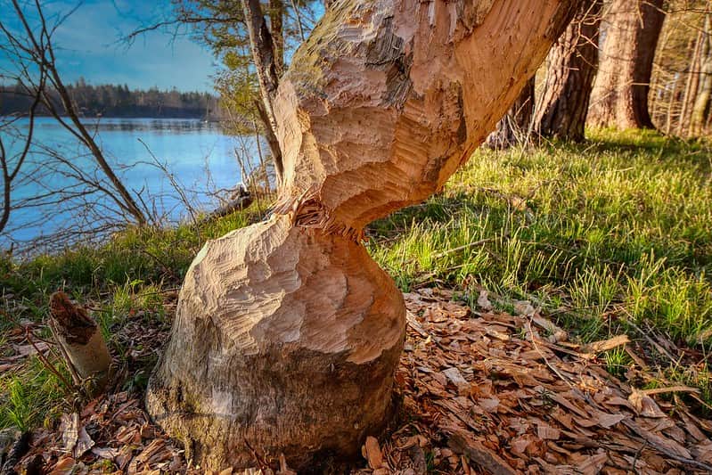 Tree with the bark cut off and shaped like an hourglass.