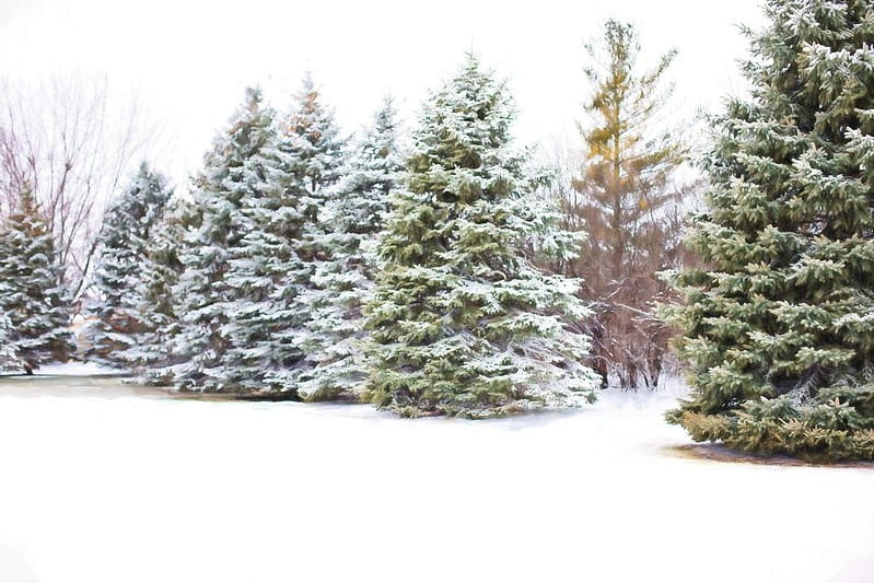 Trees in the forest covered in snow during winter.