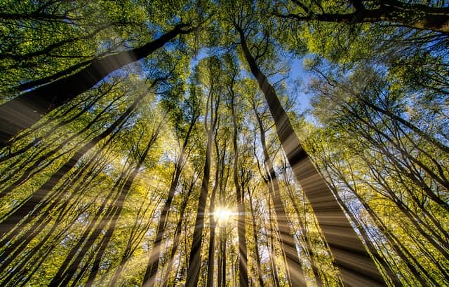Sun shining through the trees in the forest.
